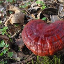 What mushrooms grow in spring: the very first, the earliest