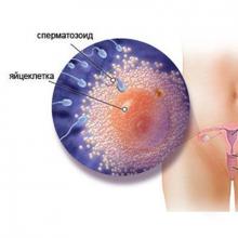 تطور الجنين داخل الرحم حسب أسبوع الحمل